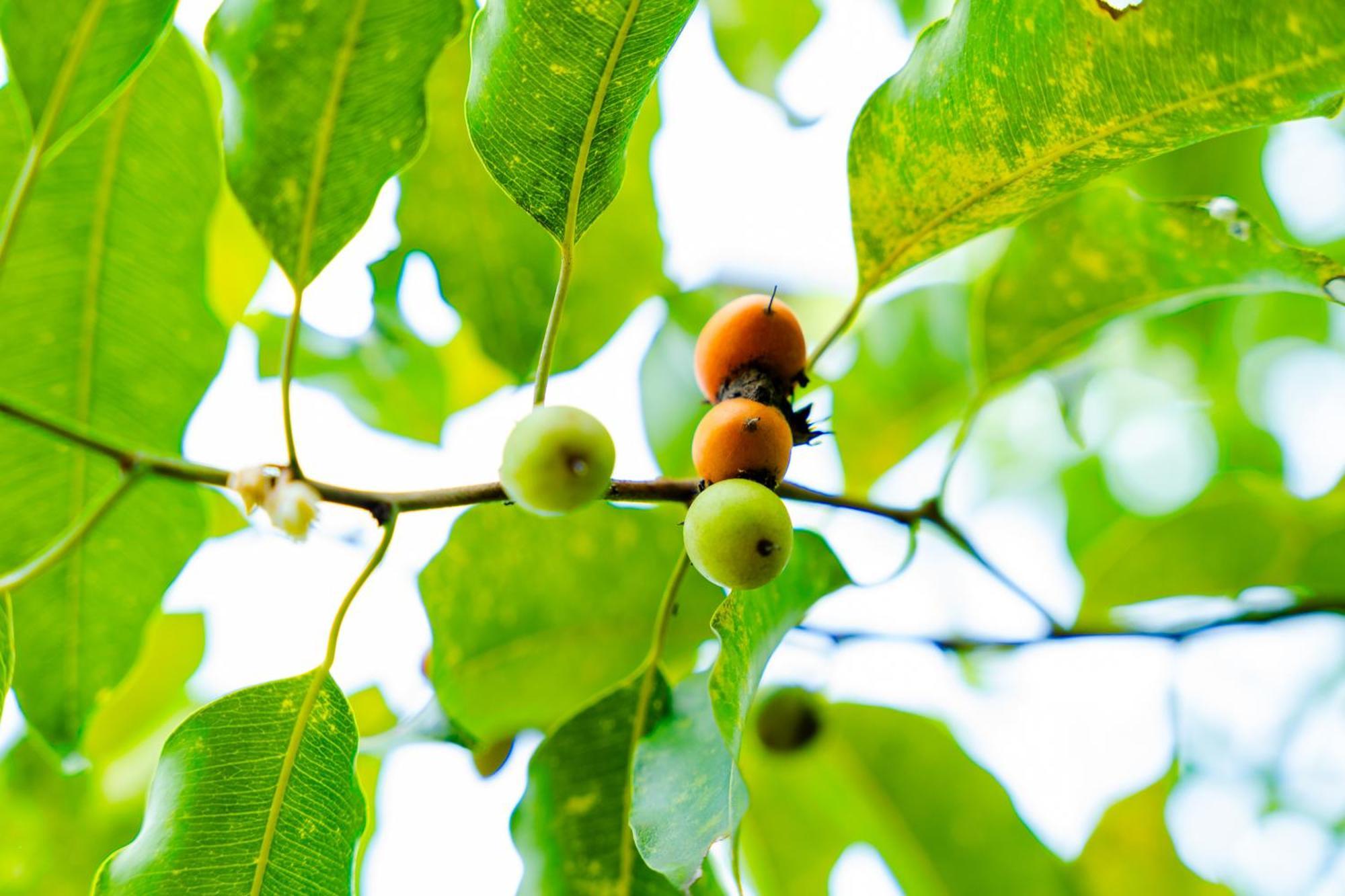 Kaala Kalaththewa Luxury Eco Resort Anuradhapura Kültér fotó